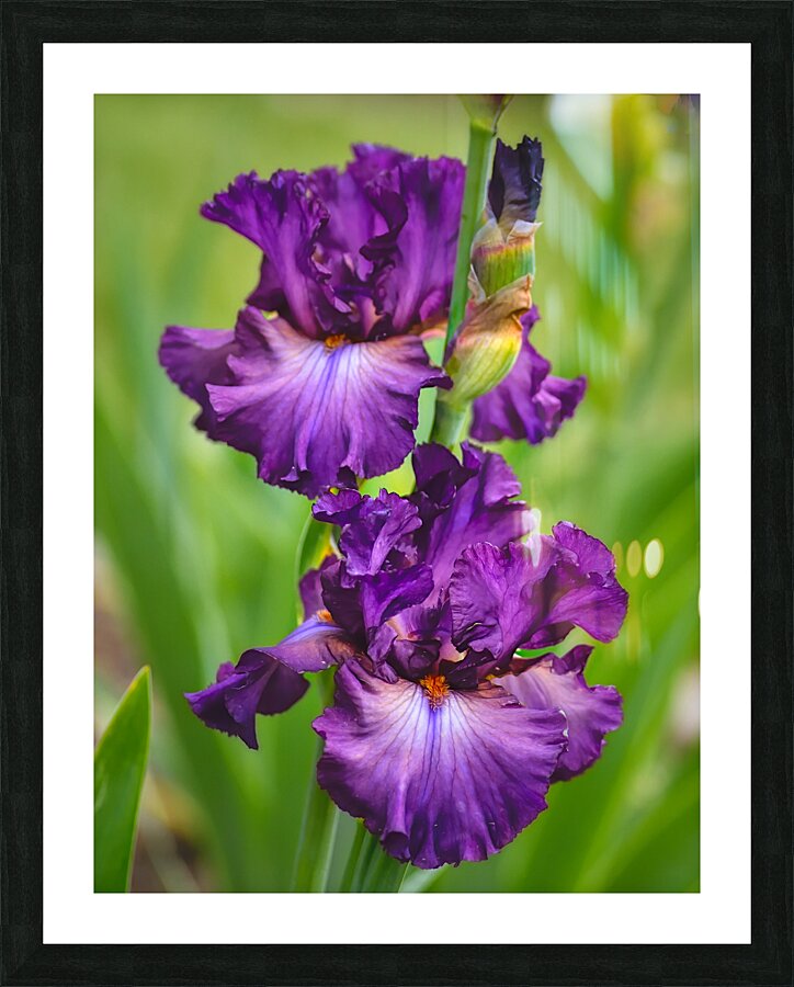 Floral Collection 2 Picture Frame print