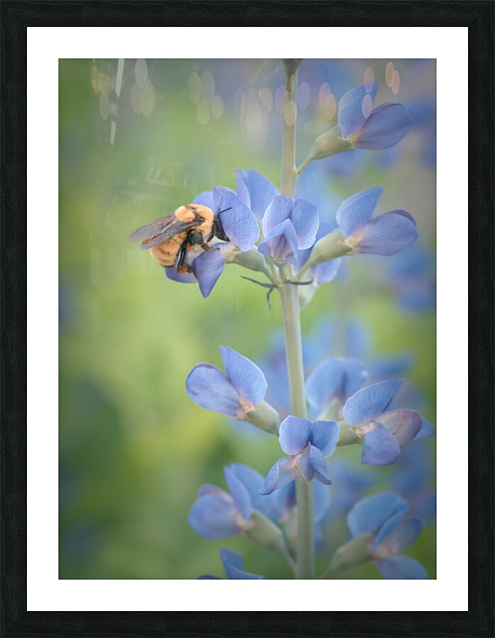 Floral Collection 3 Picture Frame print