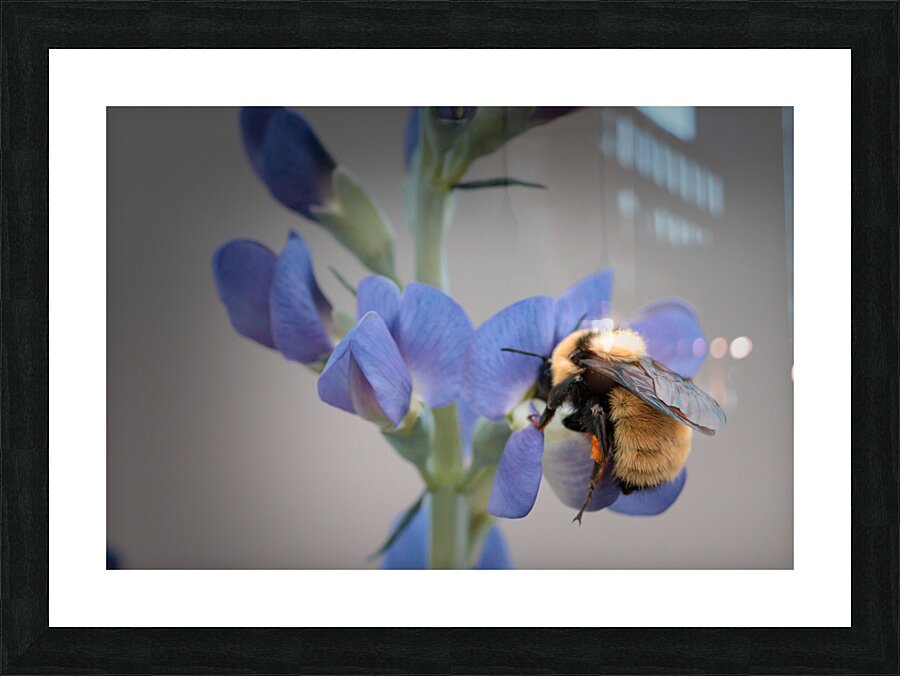 Floral Collection 4 Picture Frame print
