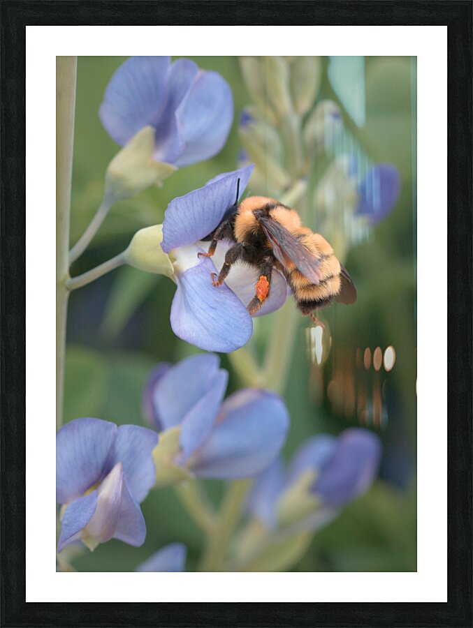 Floral Collection 5 Picture Frame print