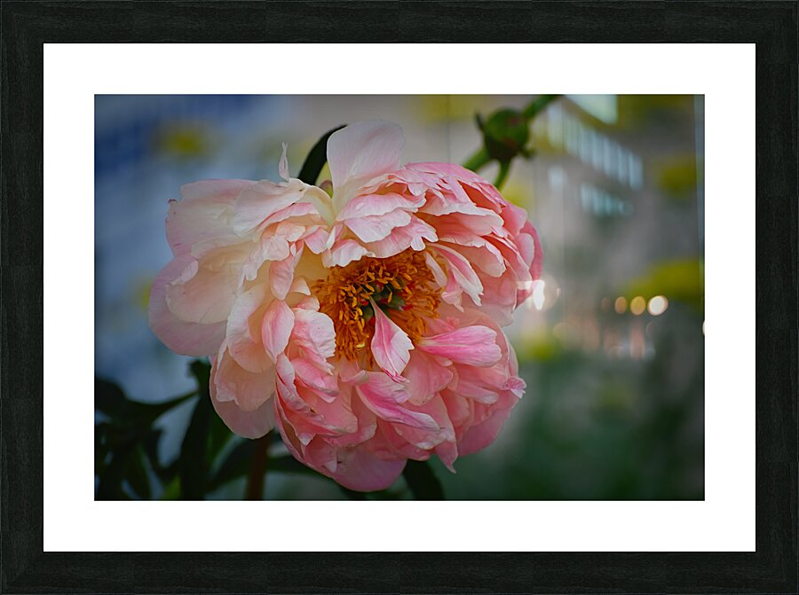 Floral Collection 1 Picture Frame print