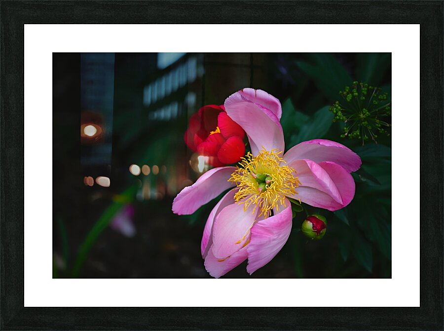 Floral Collection 3 Picture Frame print