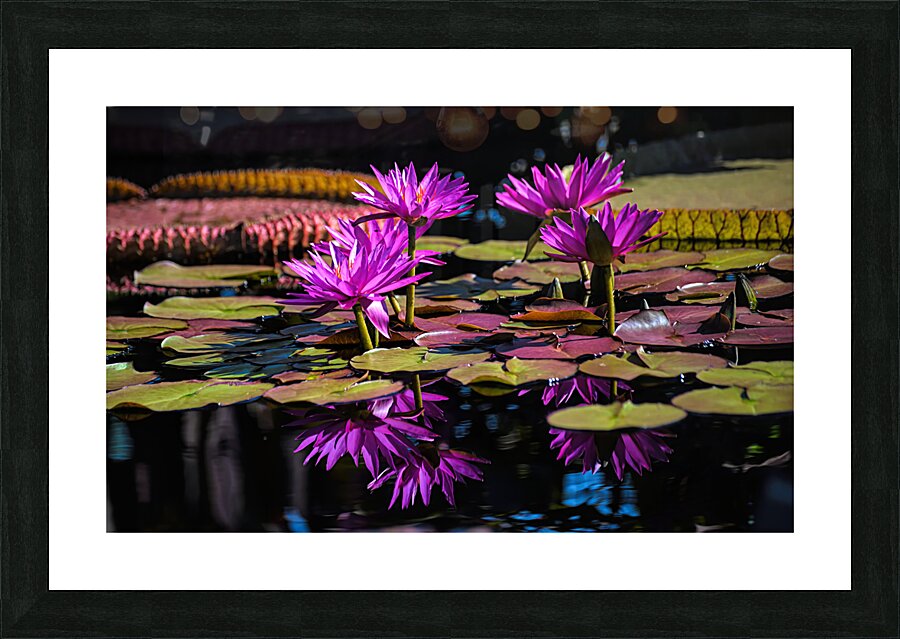 Floral Collection 2 Picture Frame print