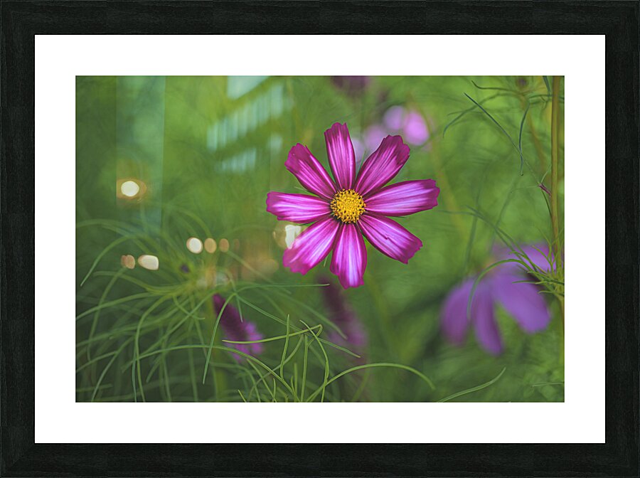 Floral Collection 5 Picture Frame print
