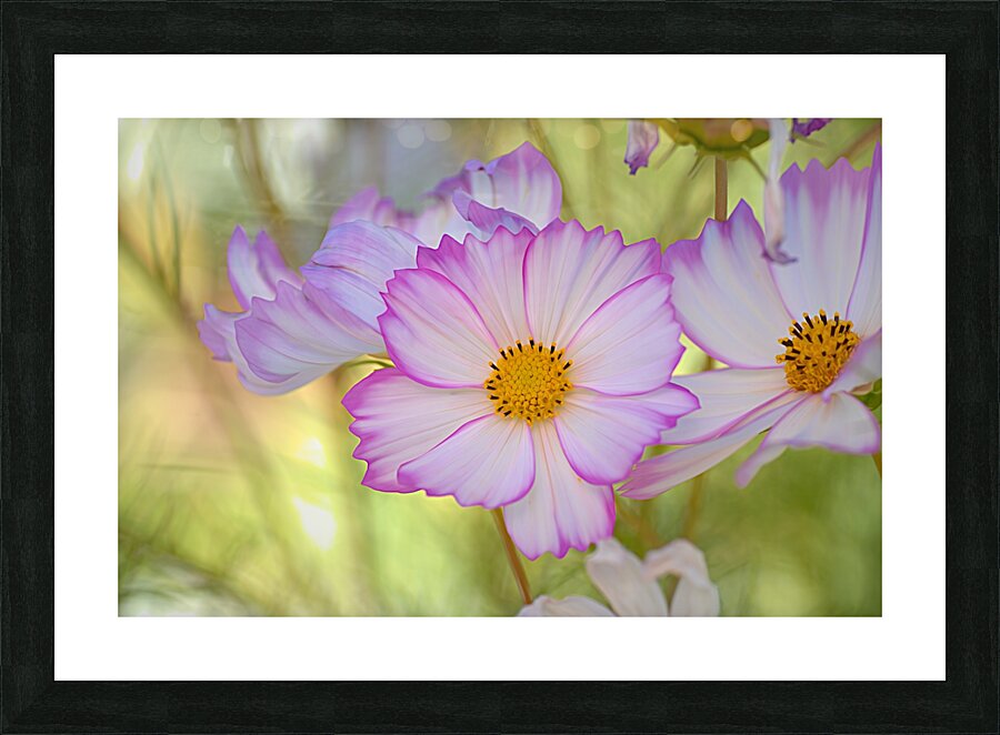 Floral Collection 1 Picture Frame print