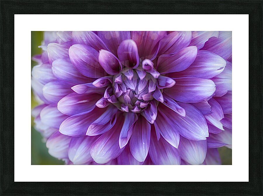 Floral Collection 2 Picture Frame print