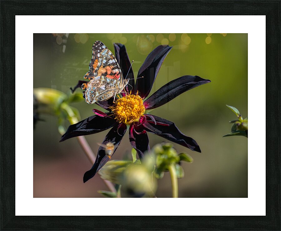 Floral Collection 3 Picture Frame print