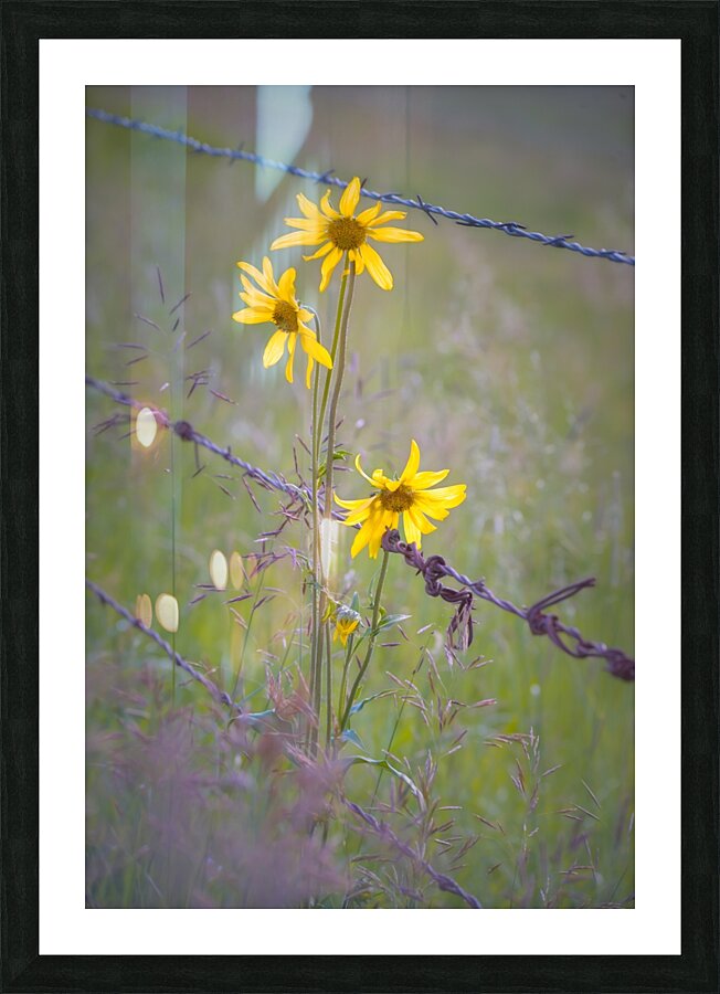 Floral Collection 2 Picture Frame print