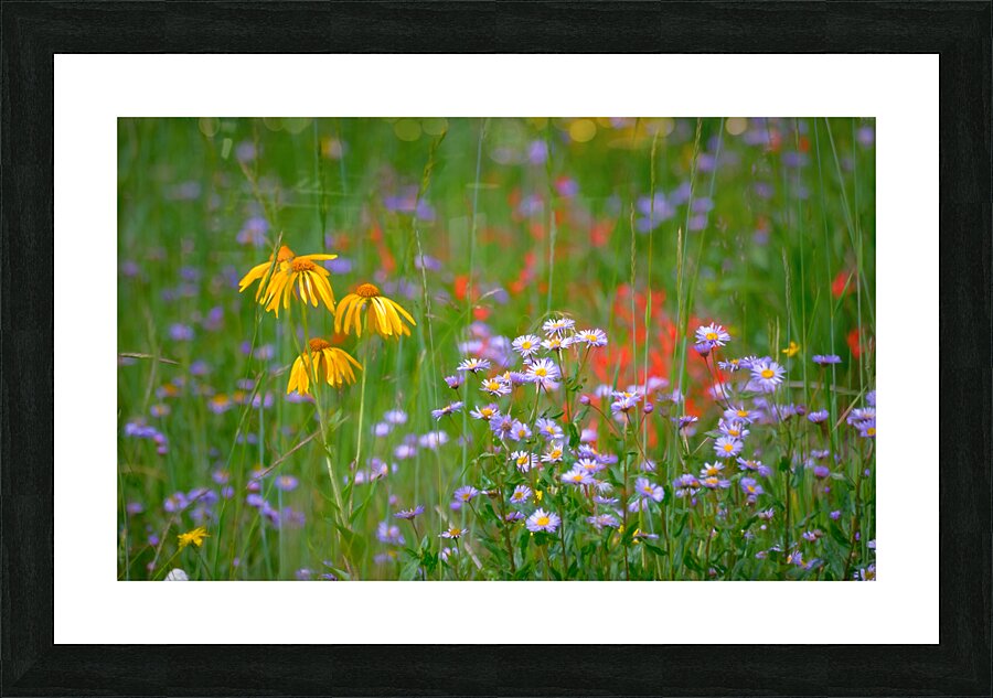 Floral Collection 1 Picture Frame print
