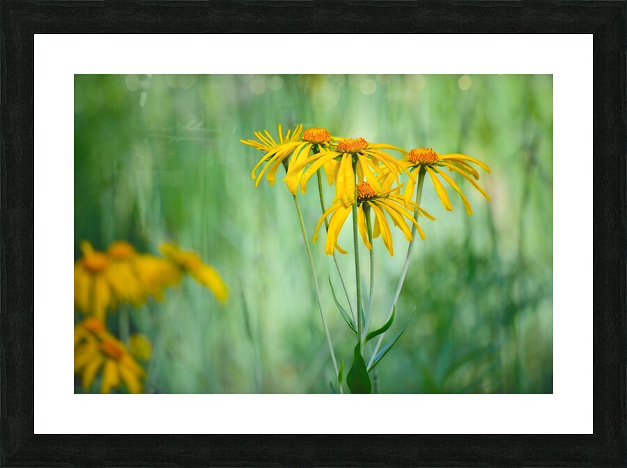 Floral Collection 2 Picture Frame print