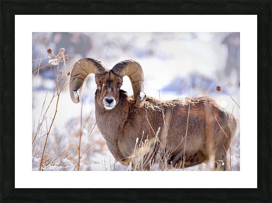Wildlife Picture Frame print