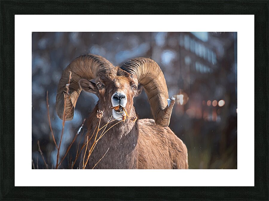 Wildlife Picture Frame print