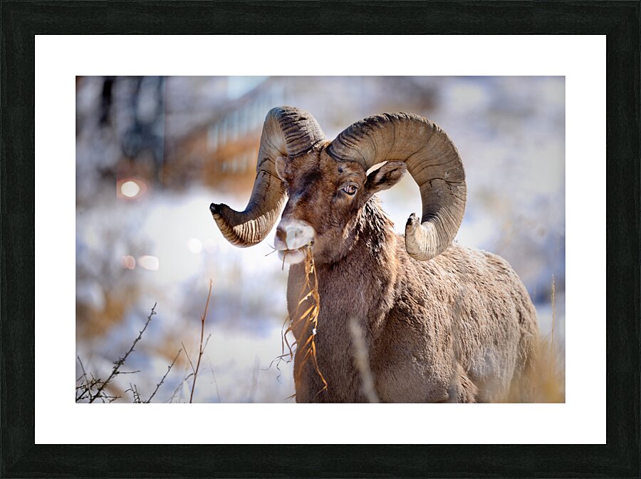 Wildlife Picture Frame print