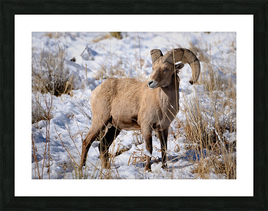 Wildlife Picture Frame print