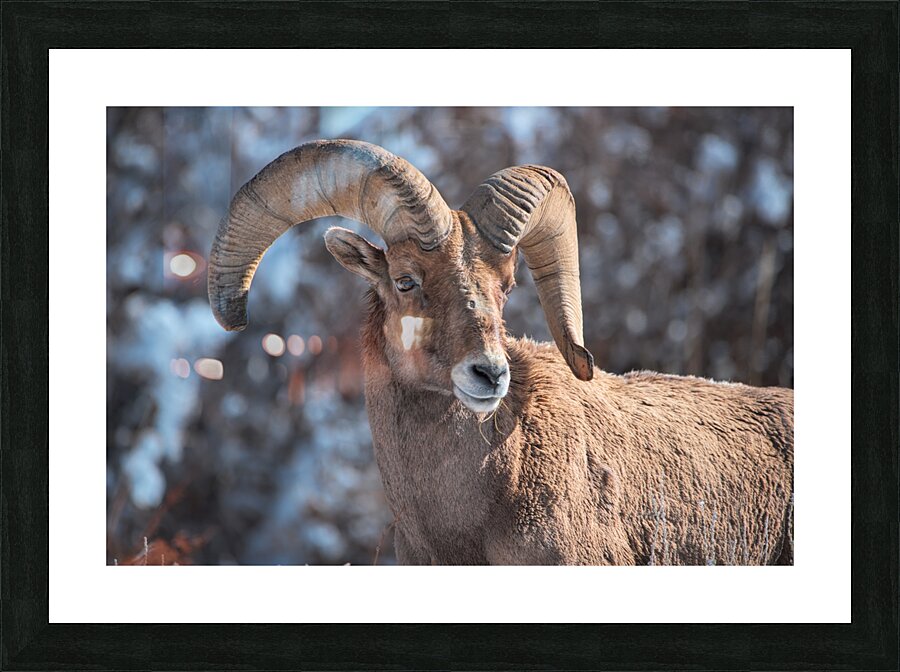 Wildlife Picture Frame print