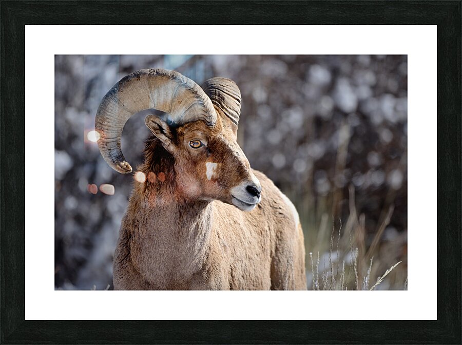 Wildlife Picture Frame print