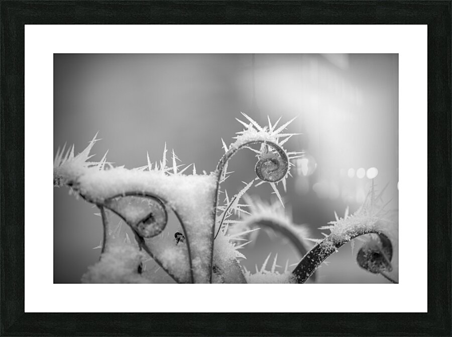 black and white Picture Frame print