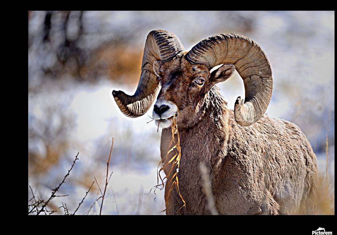 Wildlife Reproduction