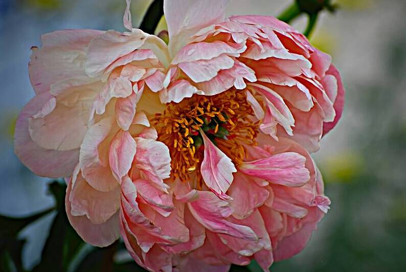Floral Collection 1 Reproduction