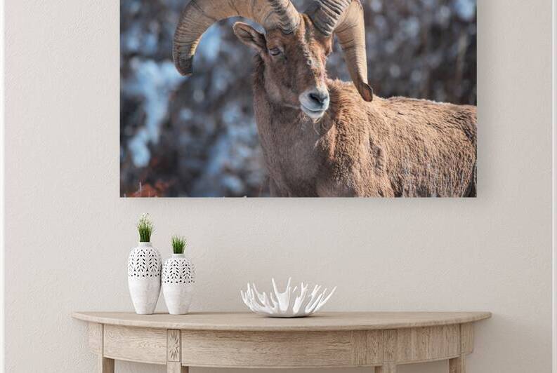 Wildlife Reproduction