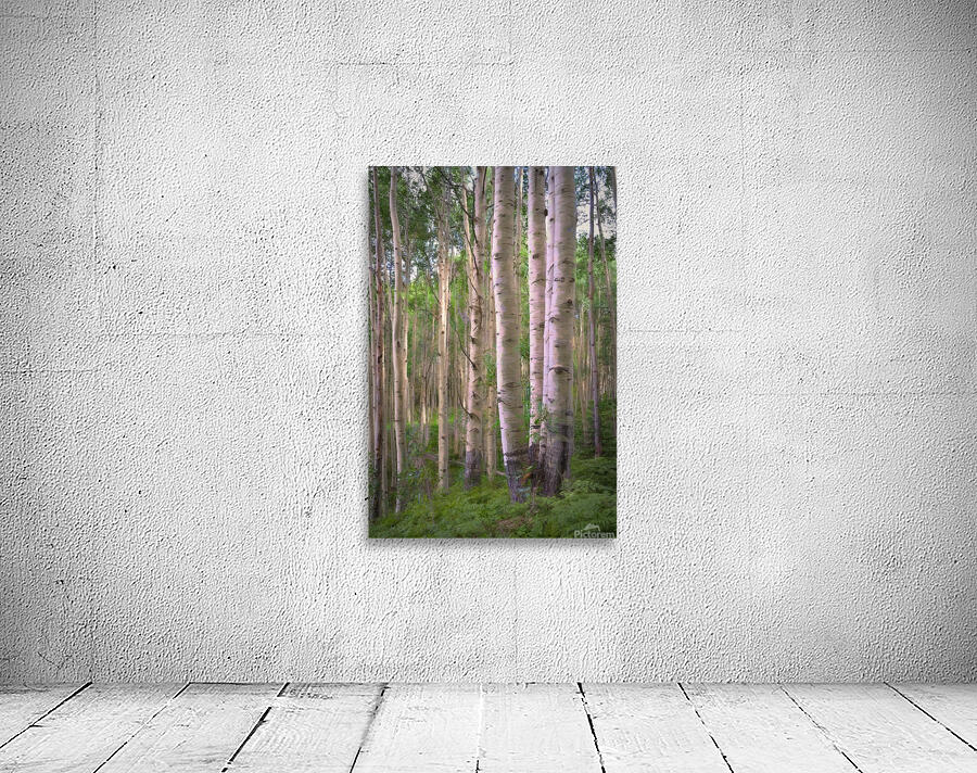 Colorado Landscapes 27 Wall Preview