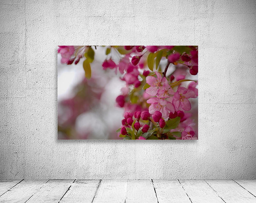Floral Collection 2 Wall Preview