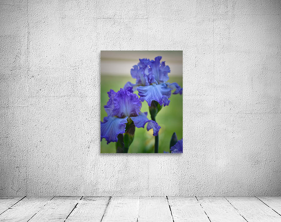 Floral Collection 2 Wall Preview