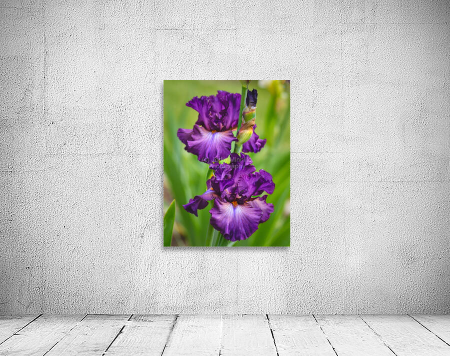 Floral Collection 2 Wall Preview