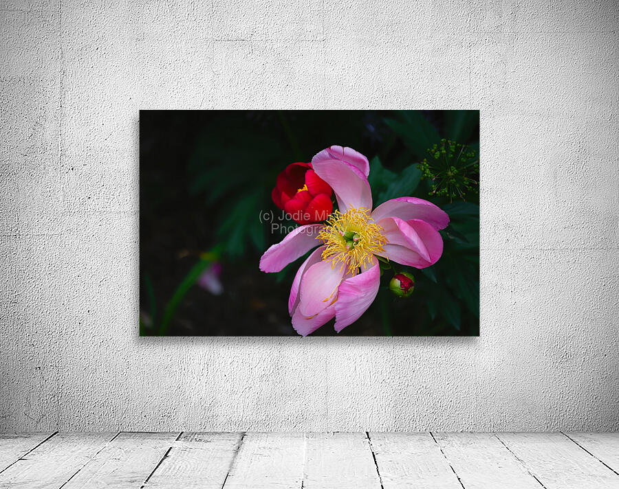Floral Collection 3 Wall Preview