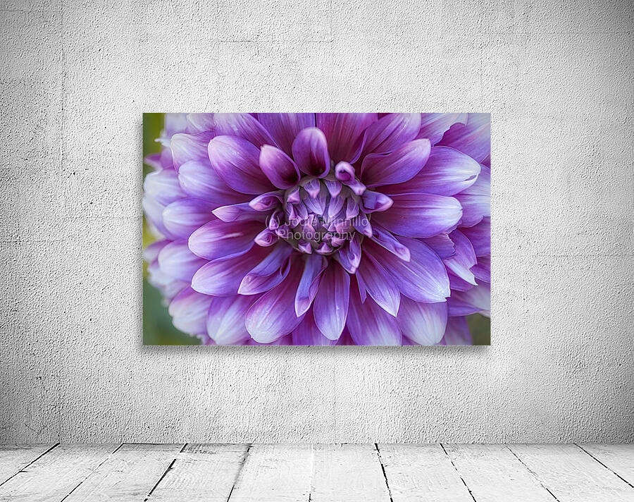 Floral Collection 2 Wall Preview
