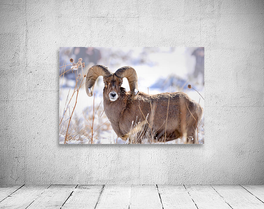 Wildlife Wall Preview