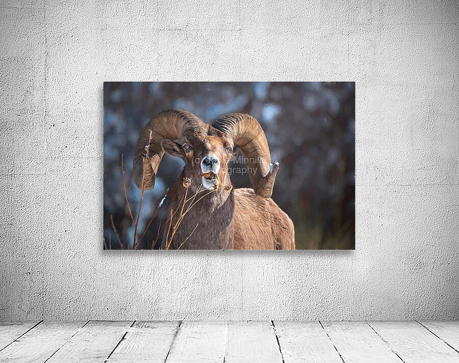 Wildlife Wall Preview