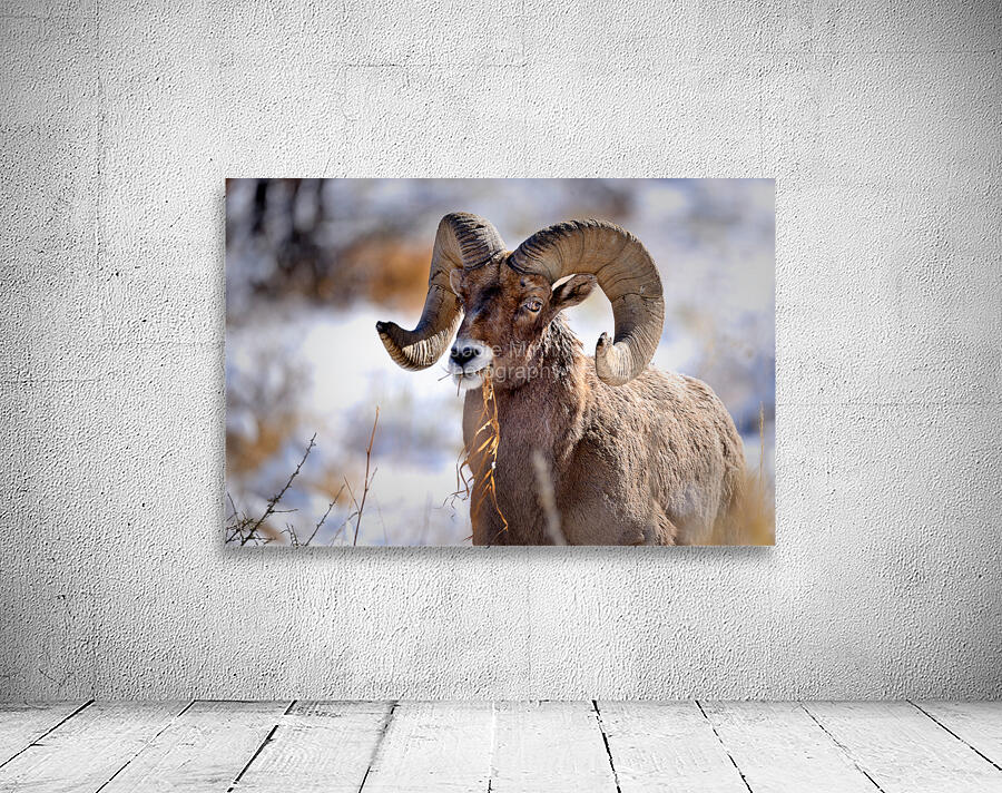 Wildlife Wall Preview