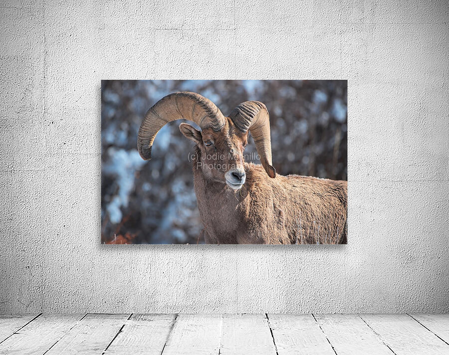 Wildlife Wall Preview