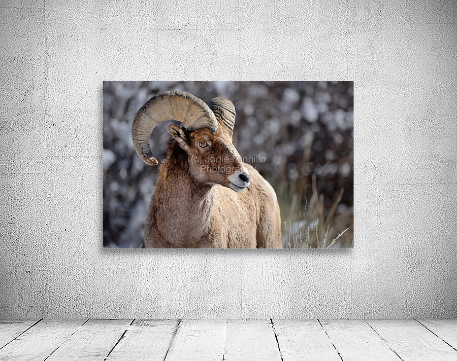 Wildlife Wall Preview