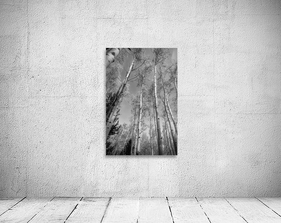Looking up Wall Preview