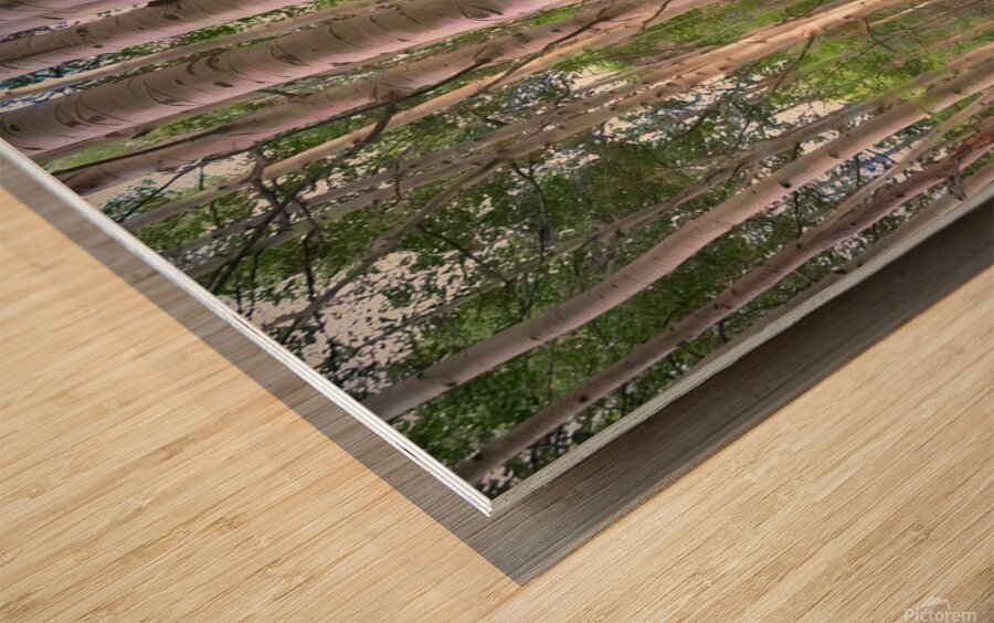 Colorado Landscapes 27 Wood print