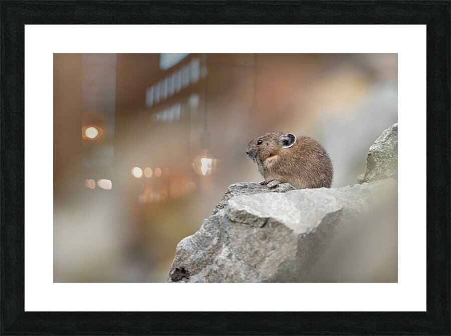 Pika in BC Picture Frame print