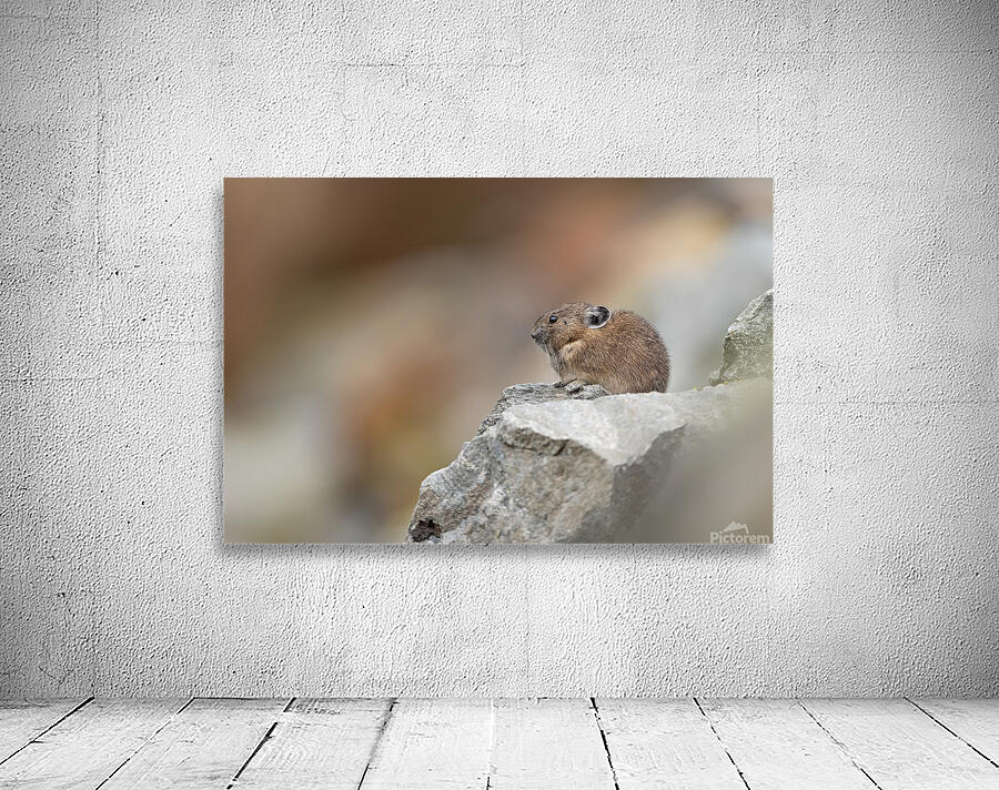 Pika in BC Wall Preview