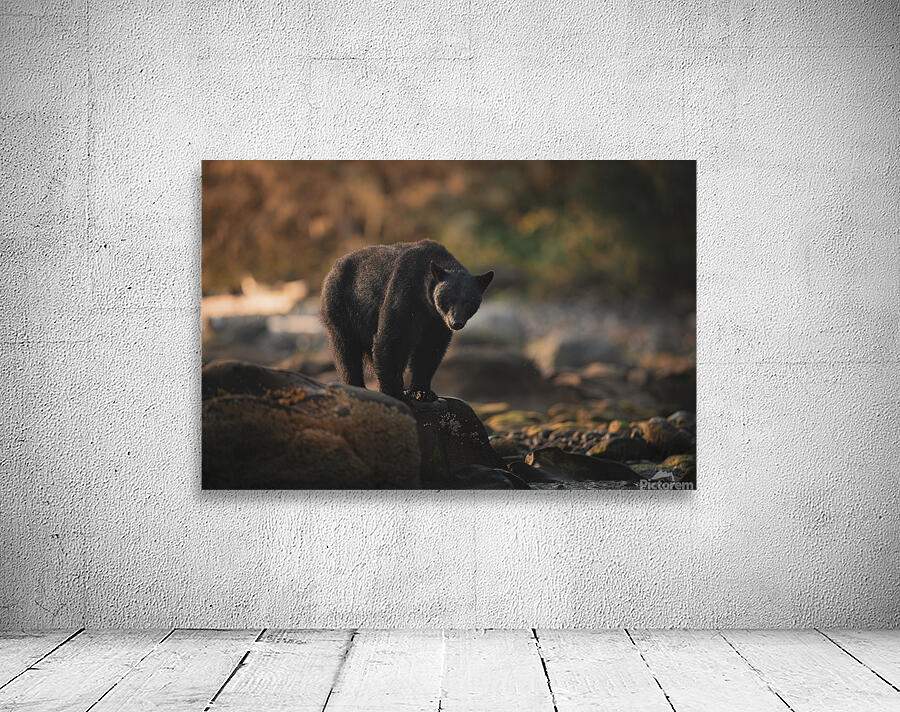 Black bear in BC Wall Preview
