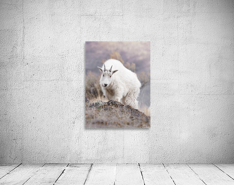 Young mountain goat Wall Preview