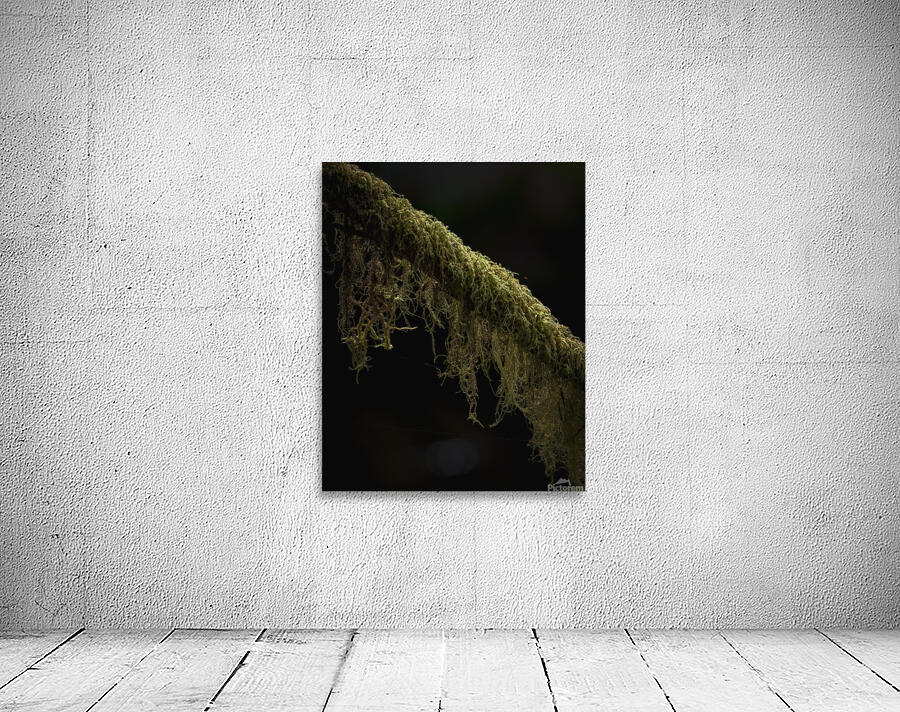 Moss Details Wall Preview