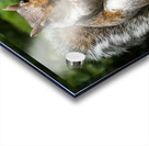 Hungry Squirrel Acrylic print