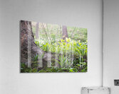 Plants In The Sunlight Acrylic Print