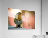 Robin Acrylic Print