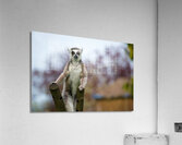 Curious Lemur Acrylic Print