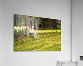 Wandering Acrylic Print