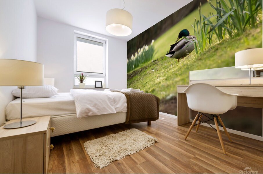 Grooming Duck Mural print