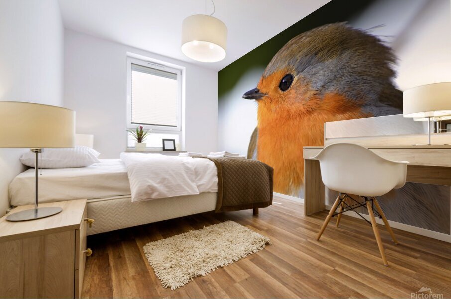 Robin Close Up Mural print