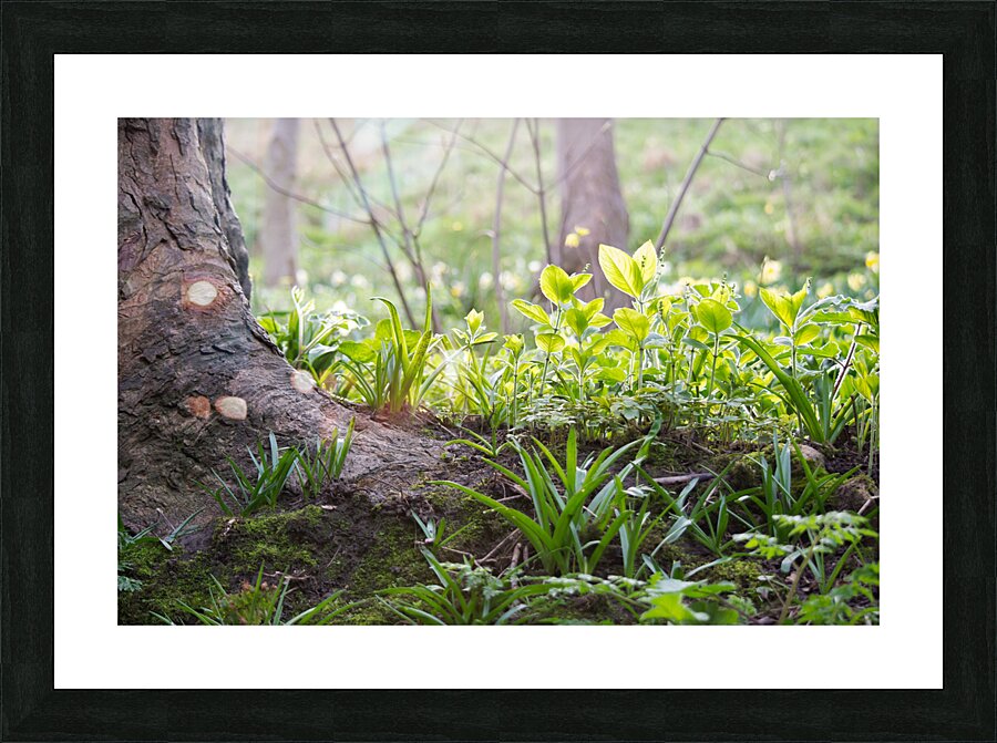Plants In The Sunlight Picture Frame print